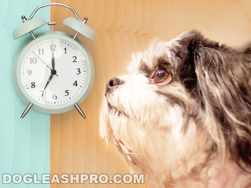 do shih tzu have heart problems