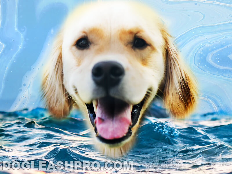 What Can Dogs Drink Besides Water? - Dog Leash Pro