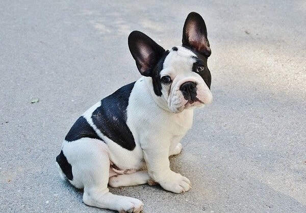 are english bulldogs born with long tails