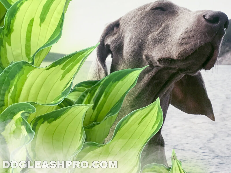 how to stop dogs from eating hostas