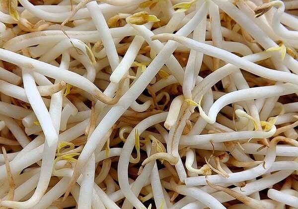 can dog eat bean sprouts