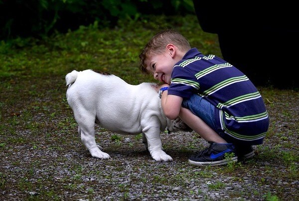 are french bulldogs born with tails