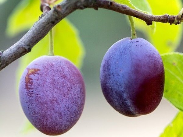 are plum trees safe for dogs