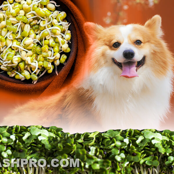 can dogs eat bean sprouts