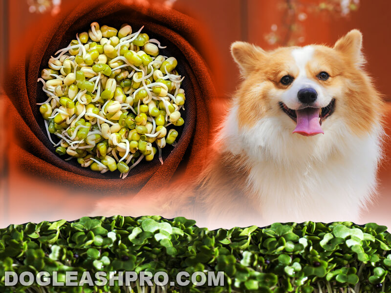 are mung seeds ok for dogs