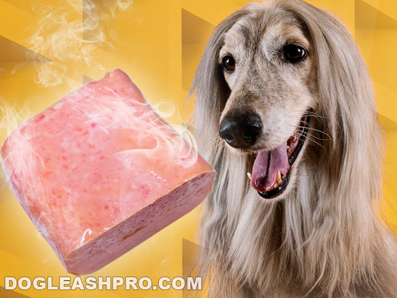 can dogs eat spam