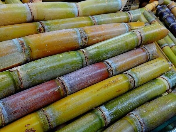 side effects of sugarcane
