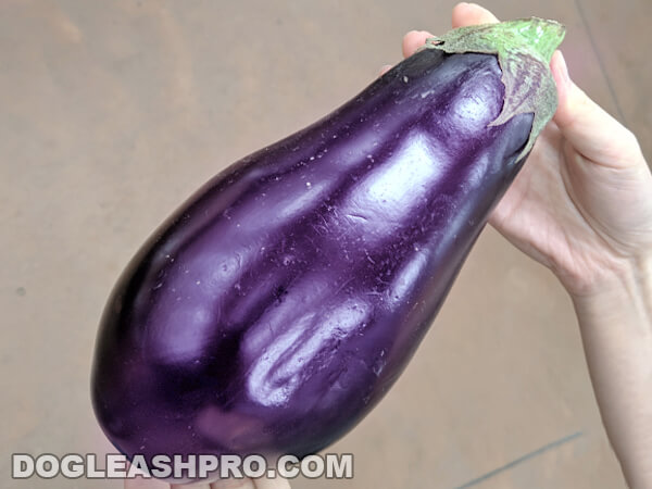 can dogs eat eggplants