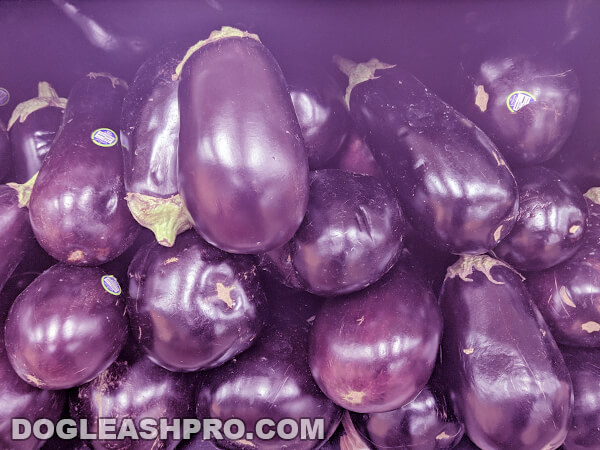 is fried eggplant good for dogs