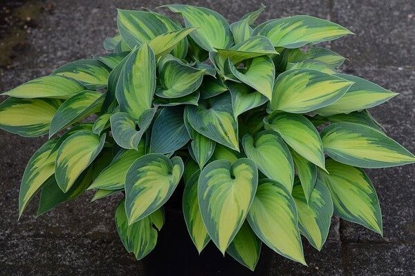 are hostas toxic for dogs