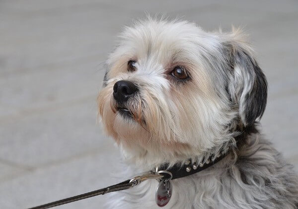 are shih tzus prone to kidney disease