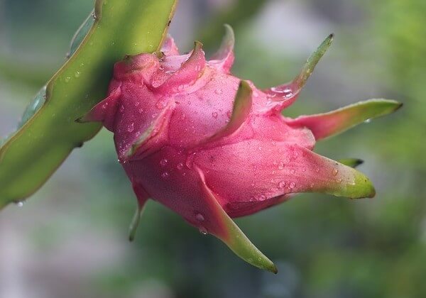 are dogs allowed dragon fruit