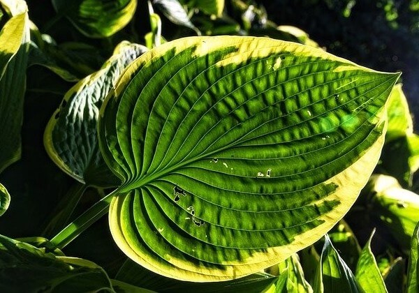 how to stop dogs from eating hostas