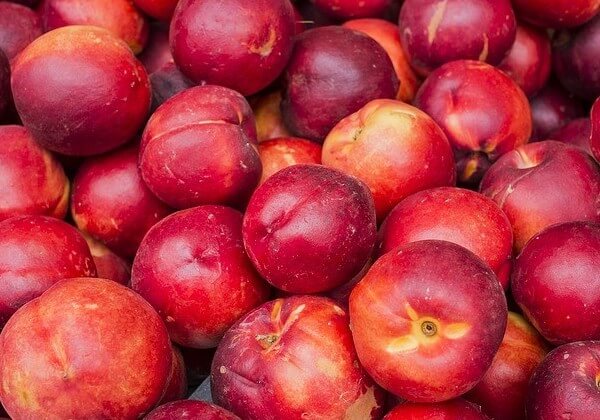 nectarines ok for dogs