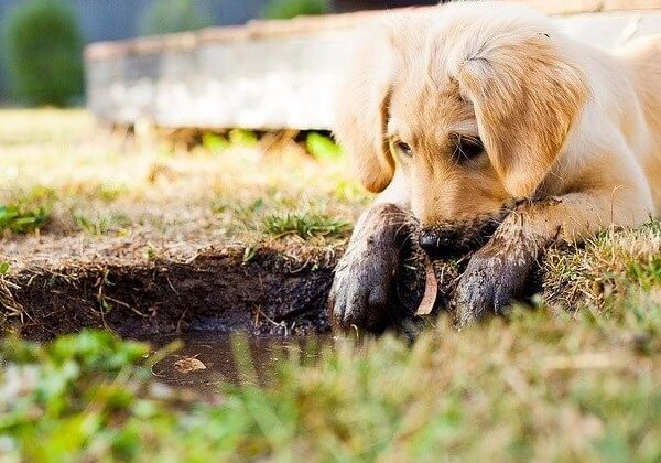 puppy has diarrhea with blood but still playful