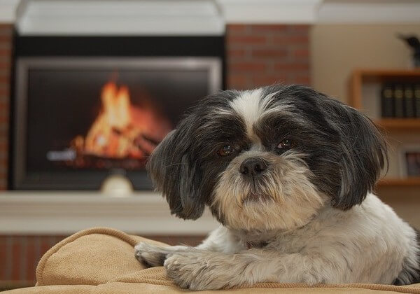 average age of a shih tzu dog