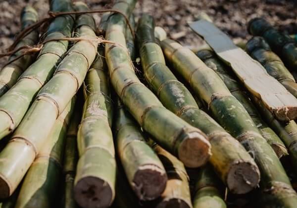 sugar cane stalks eating is not for dogs