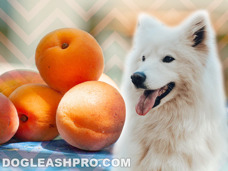 Can Dogs Eat Apricots