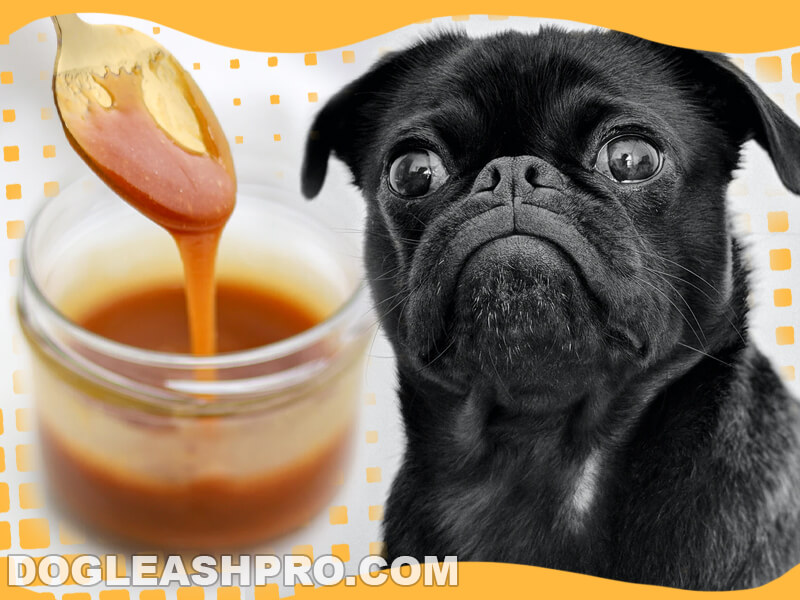 What Sauces Can Dogs Eat 