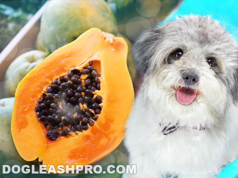 Can Dogs Eat Papaya 