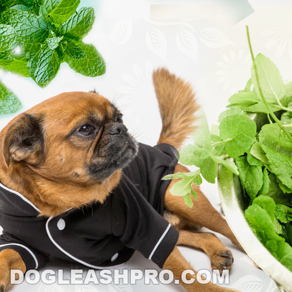 Can Dogs Eat Peppermint? - Dog Leash Pro