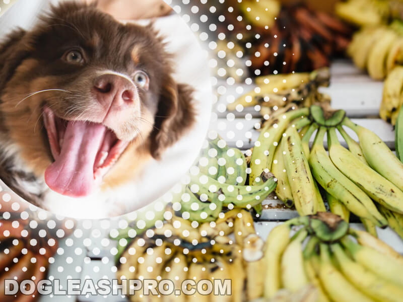 Can Dogs Eat Plantains