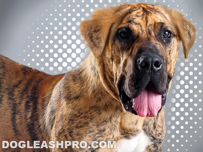 what is the difference between an english mastiff and a bull mastiff