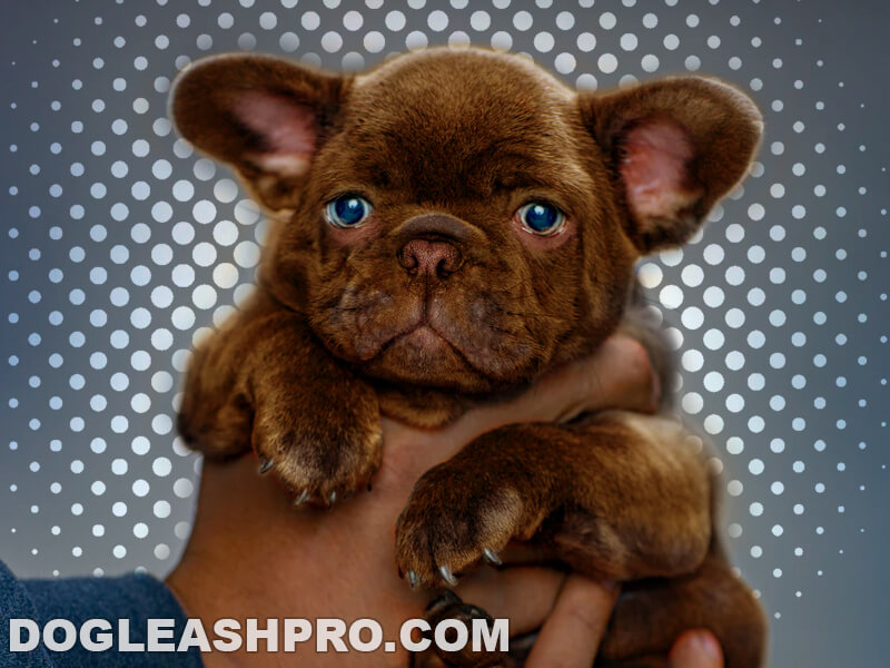 how much does a blue french bulldog cost