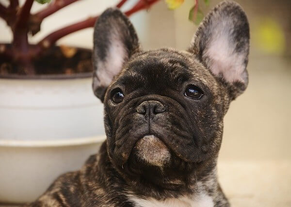 milk chocolate french bulldog