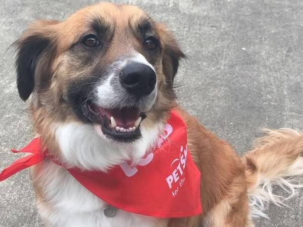 saint bernard corgi mix