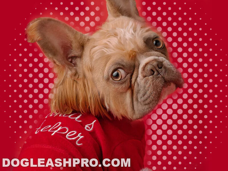 are long haired french bulldogs purebred