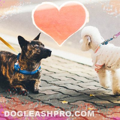 How Soon Can I Walk My Dog After Neutering? - Dog Leash Pro