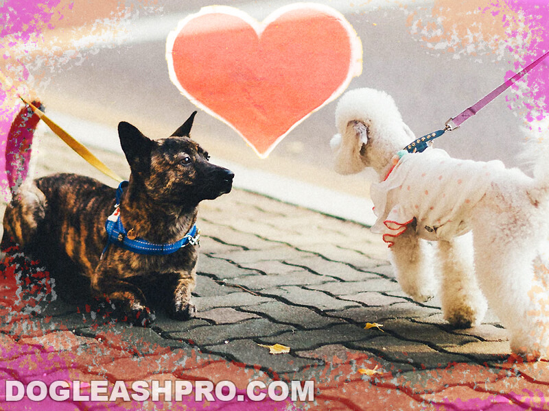 How Soon Can I Walk My Dog After Neutering? - Dog Leash Pro