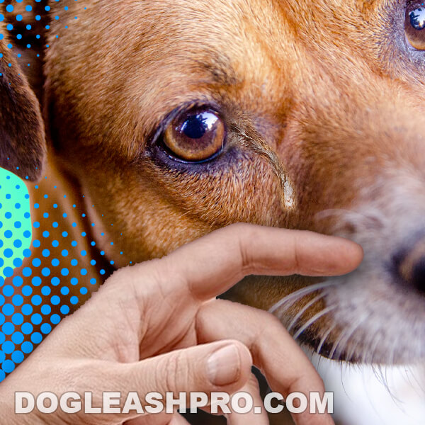 How To Soften Dog Eye Boogers