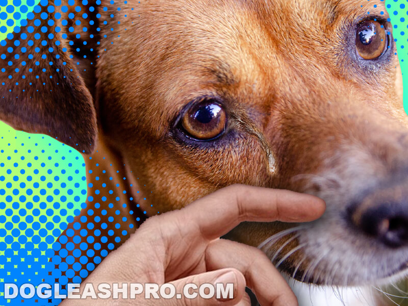 are natural tear eye drops safe for dogs