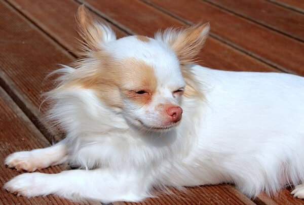 white and tan long haired chihuahua