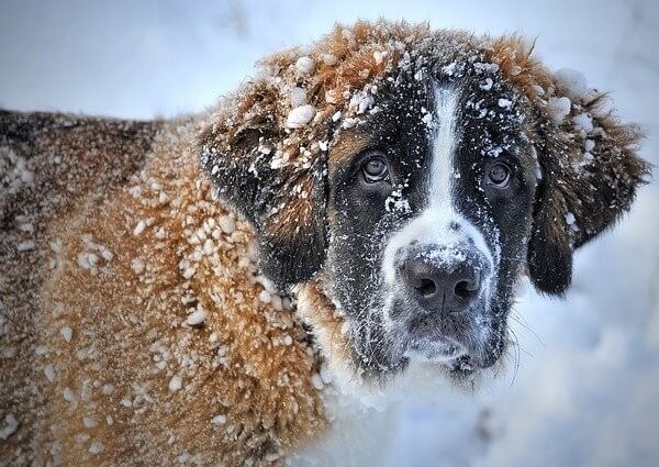 Saint Bernard dog