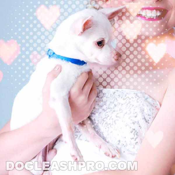 White Chihuahua: Complete Guide - Dog Leash Pro