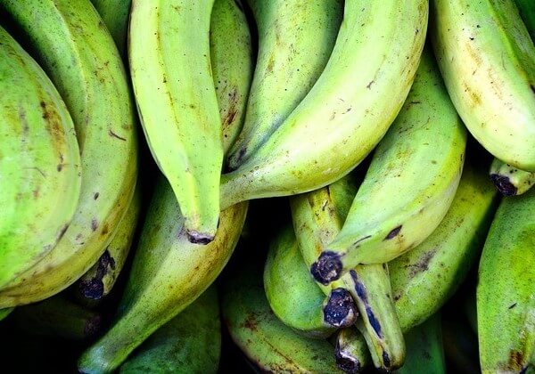 are plantains safe for dogs to eat