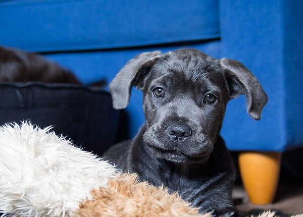 is a cane corso a bull mastiff