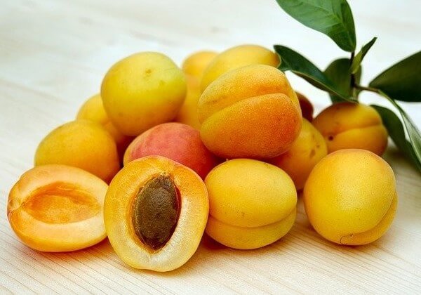 dogs and apricots