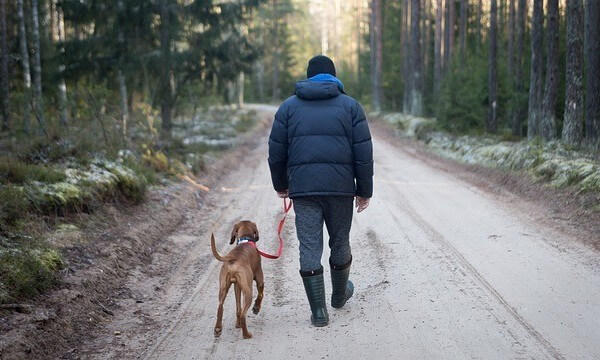 dog walking weird after neuter