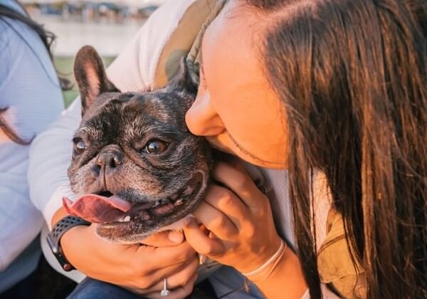 frenchie chocolate merle