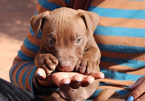 down syndrome pitbull puppy