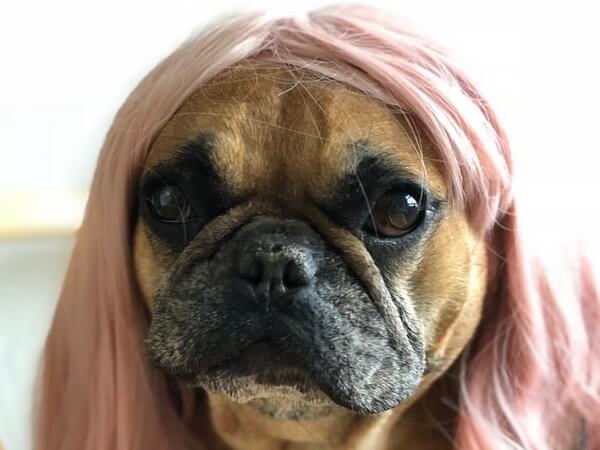 fluffy frenchie cost