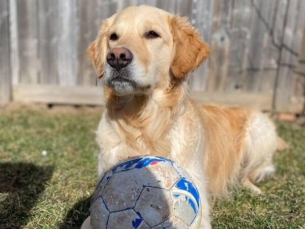 do golden retrievers noses turn pink