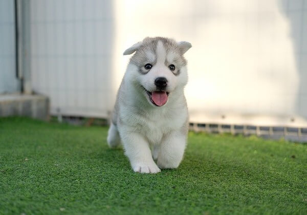 a Teacup Husky