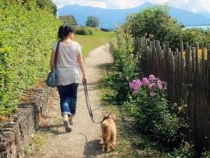 How Soon Can I Walk My Dog After Neutering? - Dog Leash Pro