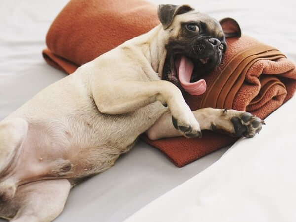 how long does a pug stay pregnant