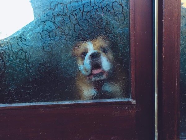 how long can puppy hold poop